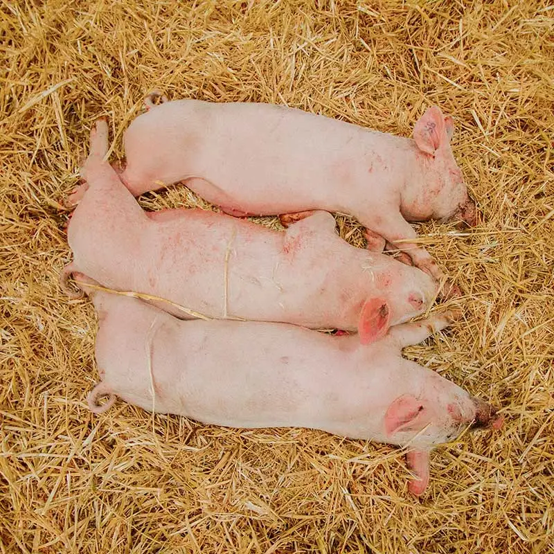 Granja de Lechones en Zamora